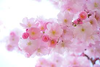 Download Image